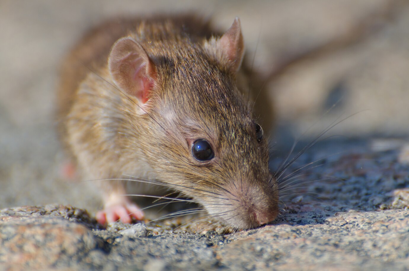 Cara Mencegah Penyakit Hantavirus yang Ditularkan Tikus Liar