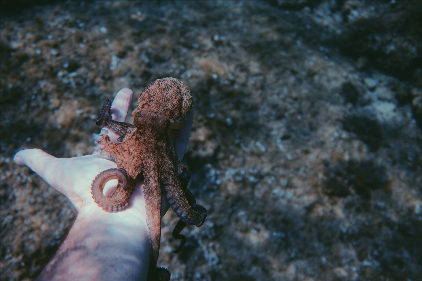 Risiko Infeksi Gigitan Hewan Laut seperti Ikan Pari atau Landak Laut